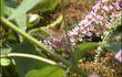 Devine qui papillonne au jardin
